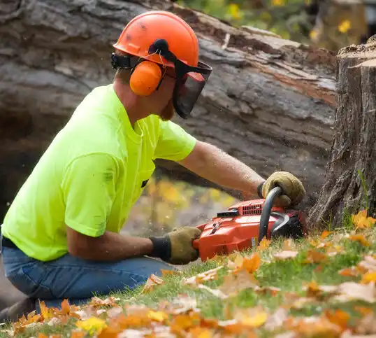 tree services Rossford